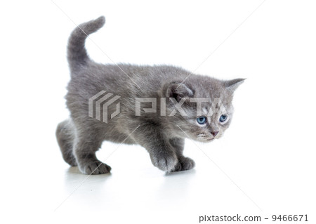 baby Scottish british kitten isolated on white background 9466671