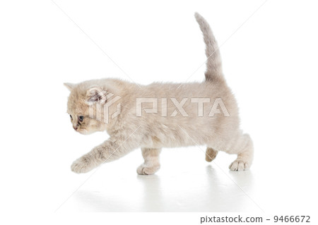 funny walking cat kitten isolated on white 9466672