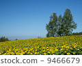 Three trees and sunflower 9466679