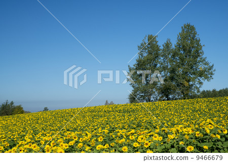 三棵樹和向日葵 9466679
