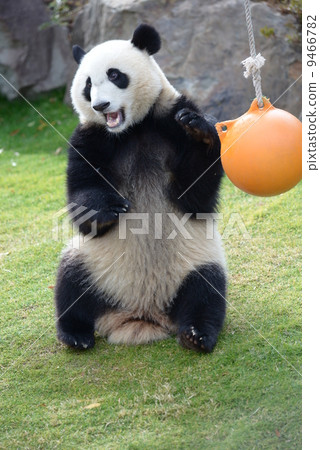 站著熊貓 站著熊貓 9466782