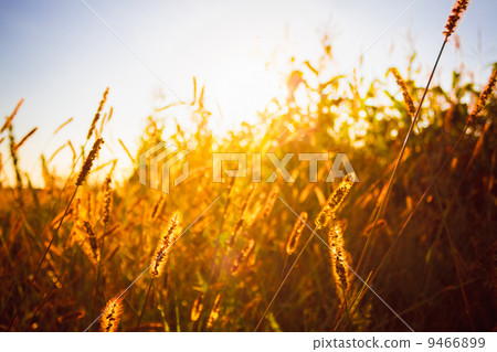Dry grass field scene Dry grass field scene 9466899