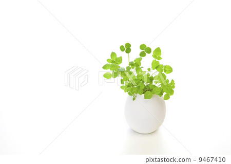 葉子植物 9467410