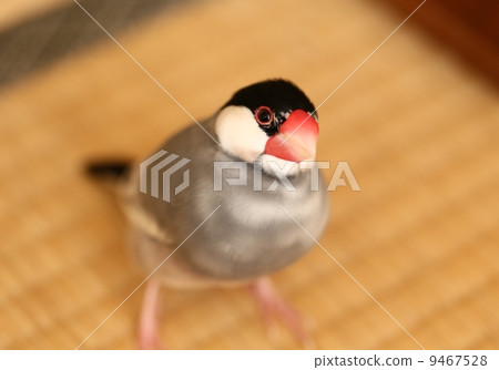 Male sentenced birds Male sentenced birds 9467528