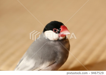 Cherry Blossoms Bird 9467529