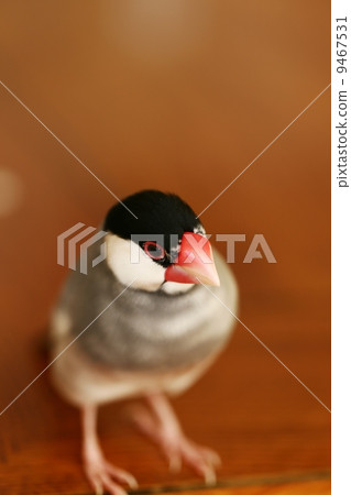 雌鳥男 雌鳥男 9467531