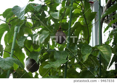 Kudamono passion fruit 9467838