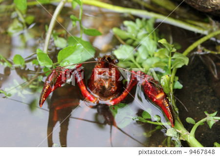 crayfish crayfish 9467848