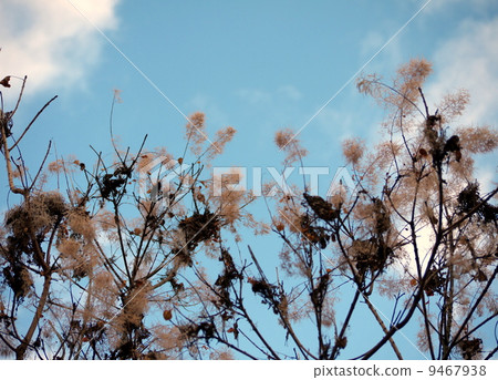 冬天死的煙樹 9467938