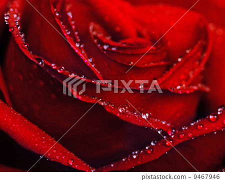 Wet rose close-up shot Wet rose close-up shot 9467946