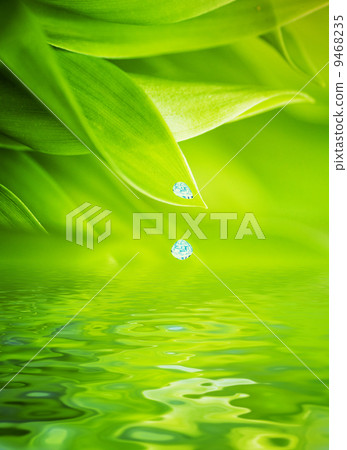 Water drops falling from a leaf of grass 9468235