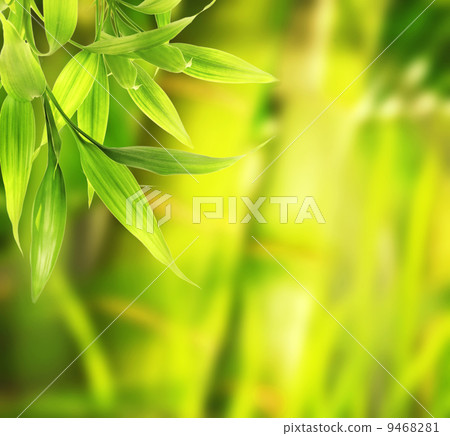 Green plant close-up 9468281
