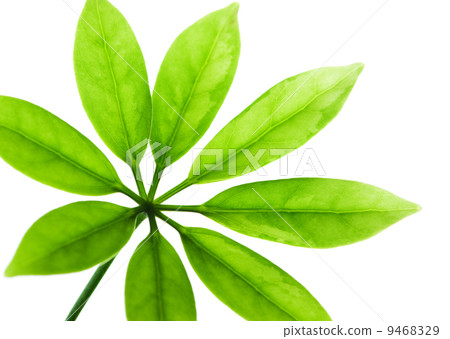 Fresh green leaves isolated on white background Fresh green leaves isolated on white background 9468329