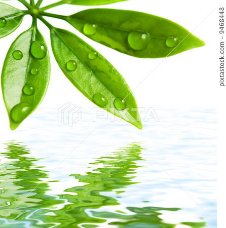 Green leaves reflected in water Green leaves reflected in water 9468448