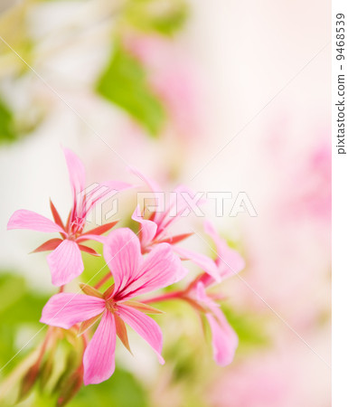 Beautiful flowers with nice defocused background 9468539