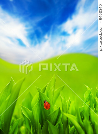 Ladybug sitting on a green grass 9468540
