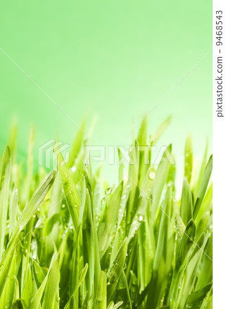 .Fresh green grass 9468543