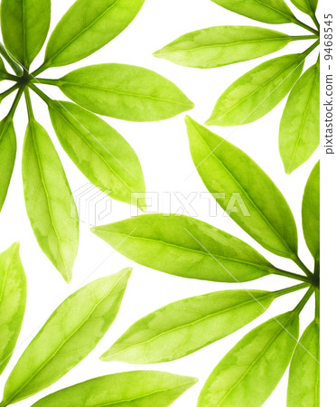 Fresh green leaves isolated on white background 9468545