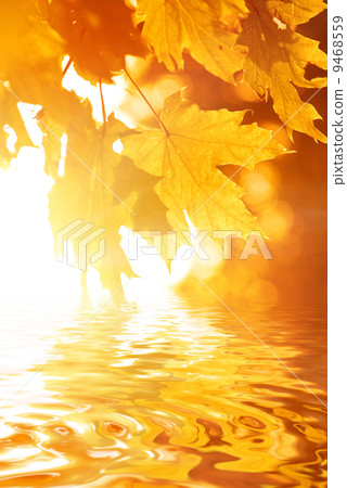 Autumn leaves reflected in rendered water Autumn leaves reflected in rendered water 9468559