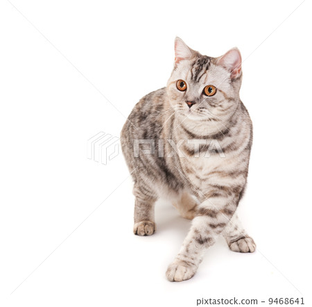 Beautiful kitten Beautiful kitten 9468641