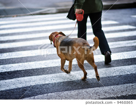 Man with a dog crossing the street Man with a dog crossing the street 9468865