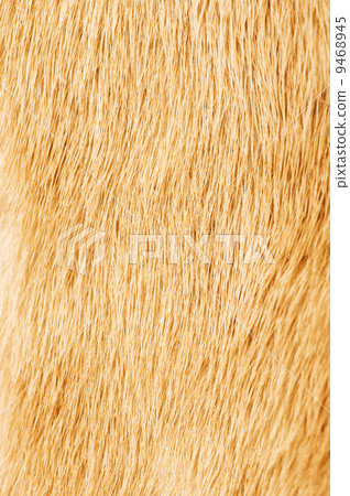 Fur texture 9468945