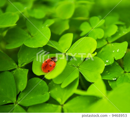 Ladybug sitting on clover leaf Ladybug sitting on clover leaf 9468953