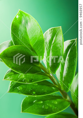 Fresh green leaves Fresh green leaves 9468957