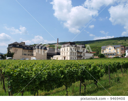 Ruedesheim vineyard 9469408