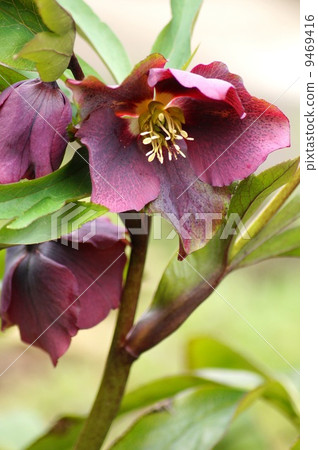 葡萄酒色的聖誕玫瑰 葡萄酒色的聖誕玫瑰 9469416