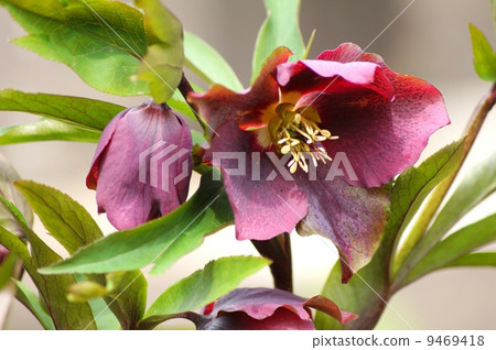 Wine-colored Christmas rose Wine-colored Christmas rose 9469418