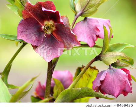 Wine-colored Christmas rose 9469420