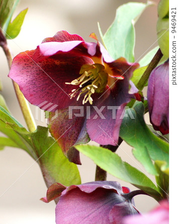 葡萄酒色的聖誕玫瑰 葡萄酒色的聖誕玫瑰 9469421