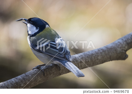 Great tit Great tit 9469678