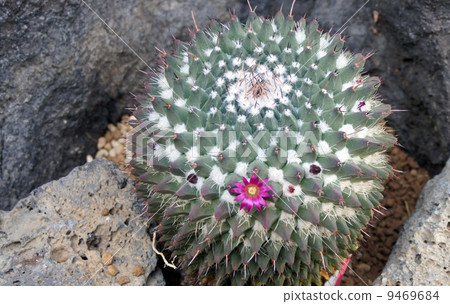 仙人掌(Mamilyaria·polyterre) 仙人掌(Mamilyaria·polyterre) 9469684