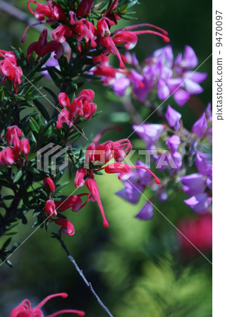 Grevirea Pygmy Dancer and Yunnan Hagun Unnamed Hagi 9470097