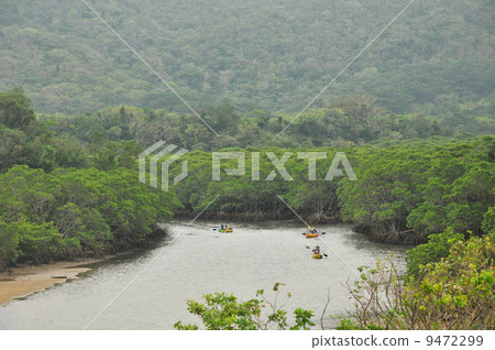 Mangrove group of Ishigakijima · Fukuto River 9472299