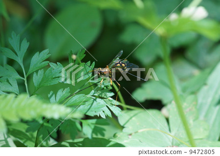 My name is Oshirage Omi Bee and Ogasawara Oniga. 9472805