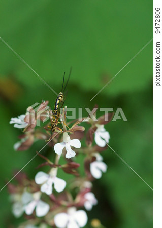 Ohashi Omi Bee Okushi Oniga and Ebina Ohashi Omi Bee Okushi Oniga and Ebina 9472806