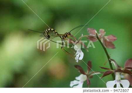 Ohashi Omi Bee Okushi Oniga and Ebina 9472807