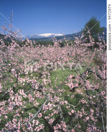 桃花和趙的腳 桃花和趙的腳 9472974