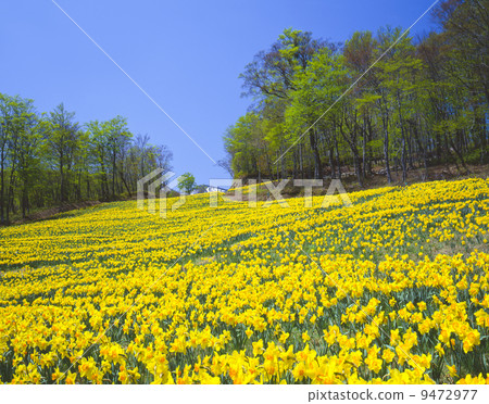 Narcissus Miyagi Zao Narcissus Miyagi Zao 9472977