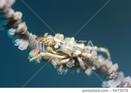 Affiliated warthog with crabgrass Affiliated warthog with crabgrass 9473079