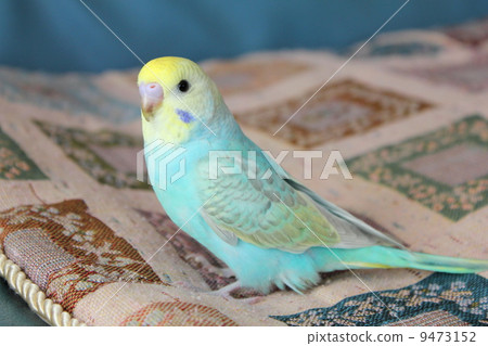 Sekisei parake小雞 9473152