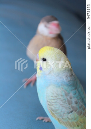 Sekisei parake小雞 9473153