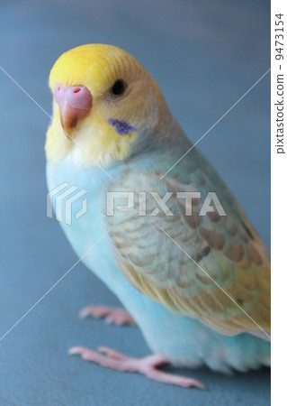 Sekisei parake小雞 9473154