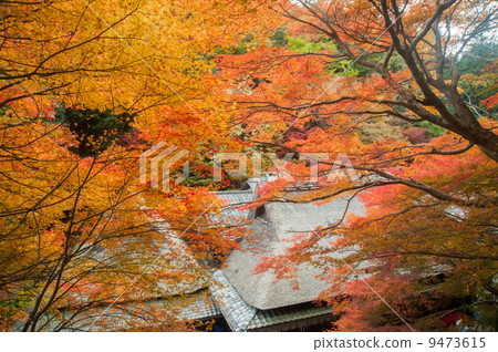Autumn of Kyoto Oku Saga Autumn of Kyoto Oku Saga 9473615