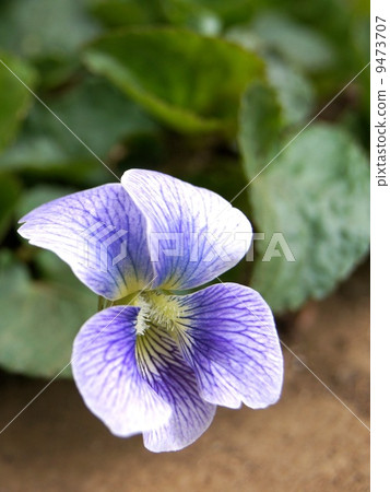 America Violetsysin (Prekeyana) 9473707