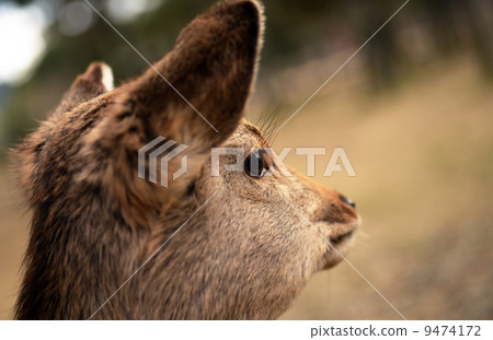 Animal welfare image 9474172