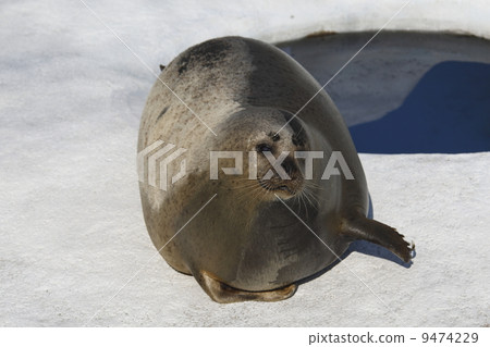 seal seal 9474229